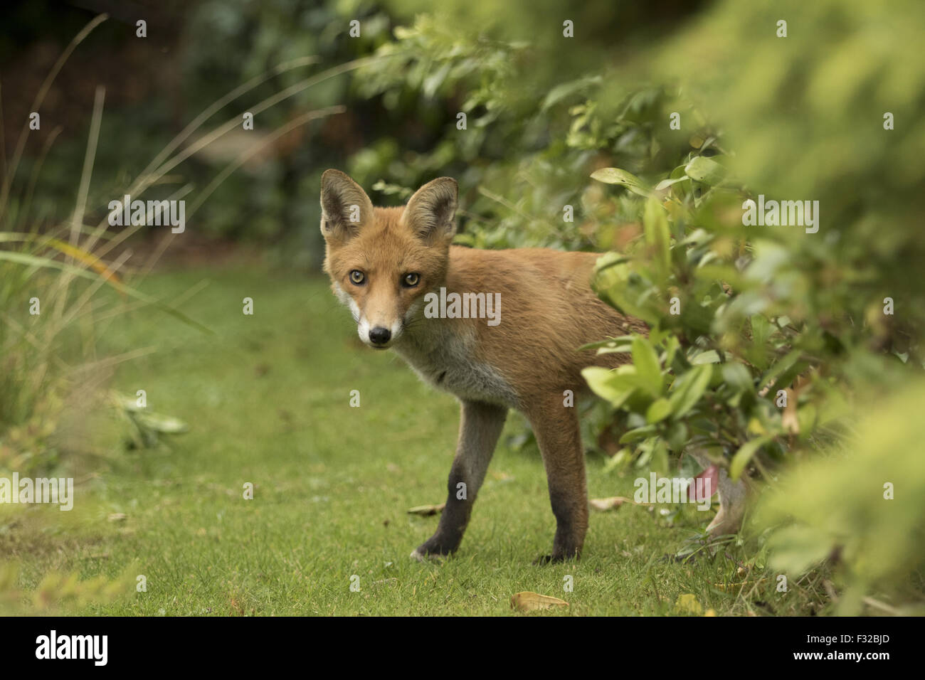 European Red Fox (Vulpes vulpes) immature, standing in garden, Sheffield, South Yorkshire, England, August Stock Photo