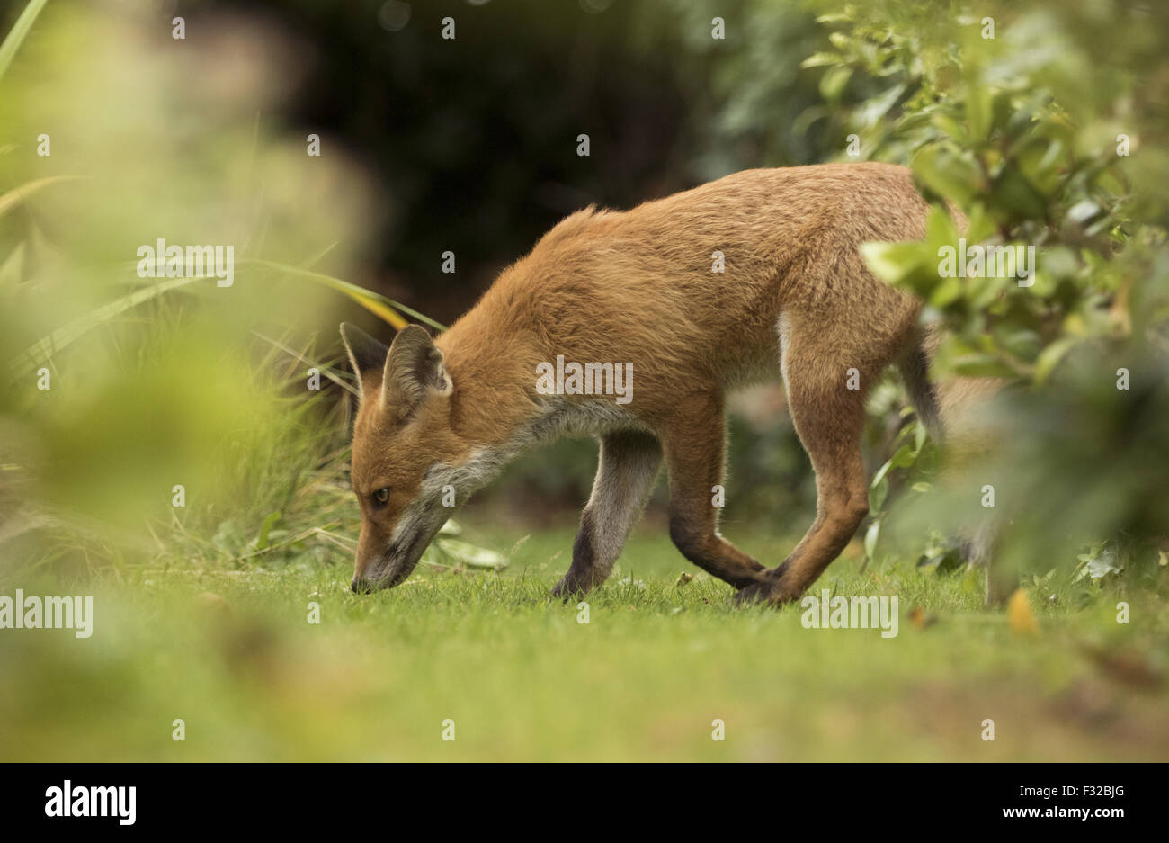 European Red Fox (Vulpes vulpes) immature, walking in garden, Sheffield, South Yorkshire, England, August Stock Photo