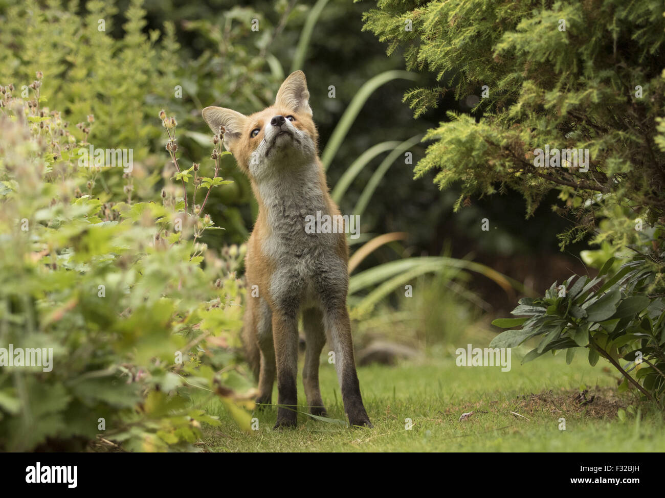European Red Fox (Vulpes vulpes) immature, standing in garden, Sheffield, South Yorkshire, England, August Stock Photo