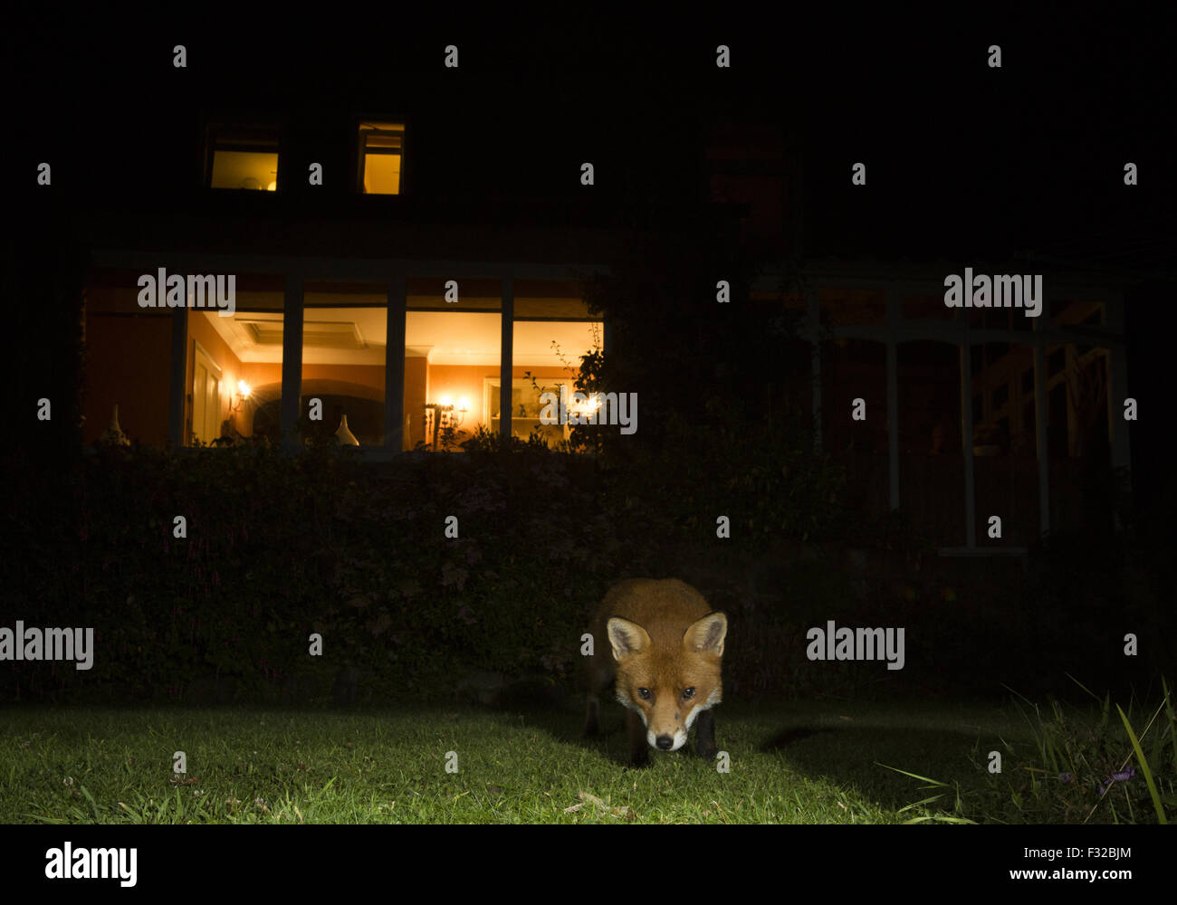 European Red Fox (Vulpes vulpes) adult, standing in garden at night, Sheffield, South Yorkshire, England, August Stock Photo