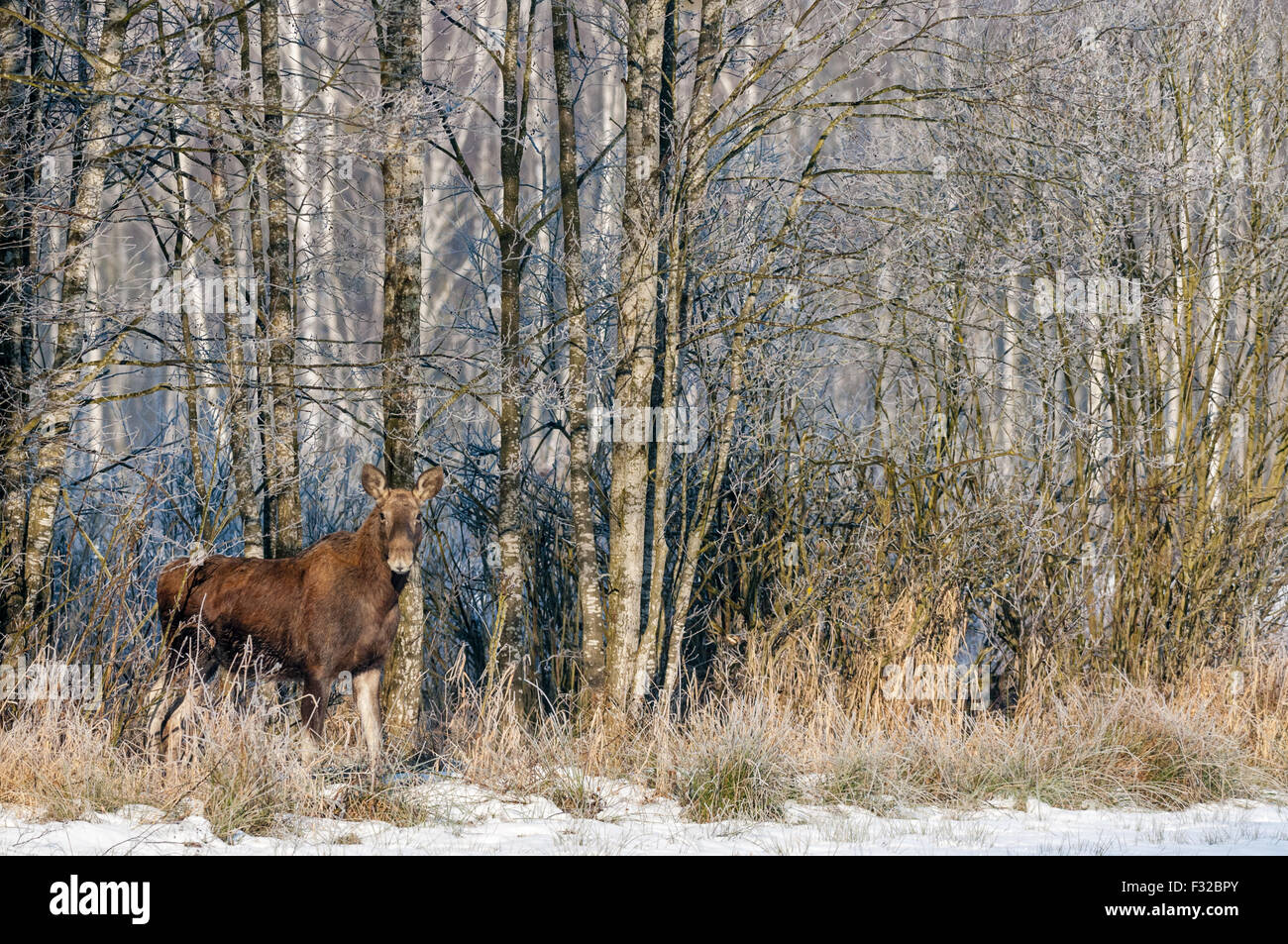 European Moose (Alces alces alces) adult female, standing on snow at edge of hoar frost covered forest, Biebrza N.P., Podlaskie Stock Photo