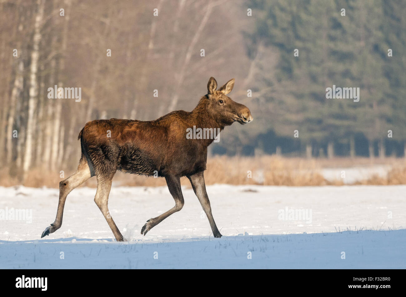 European Moose (Alces alces alces) adult female, running on snow covered field, Biebrza N.P., Podlaskie Voivodeship, Poland, February Stock Photo