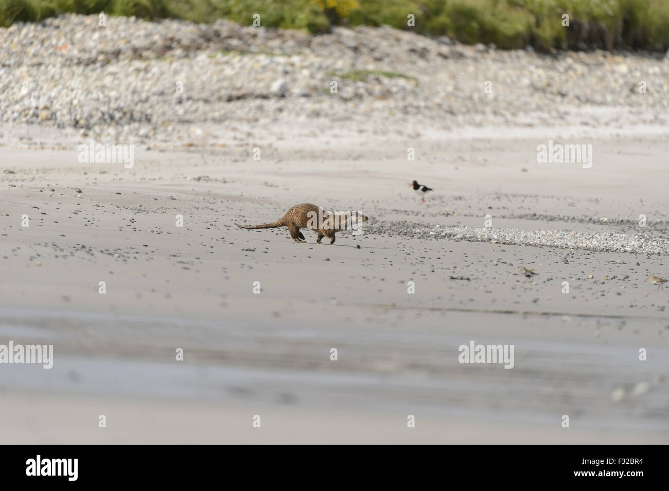 European Otter (Lutra lutra) adult male, running on sandy beach, with Eurasian Oystercatcher (Haematopus ostralegus) in background, Yell, Shetland Islands, Scotland, July Stock Photo
