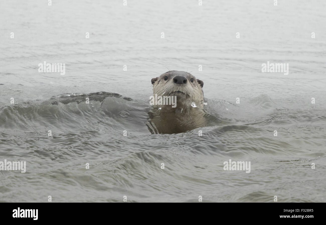 North American River Otter (Lontra canadensis) adult, swimming in river, Yellowstone N.P., Wyoming, U.S.A., February Stock Photo