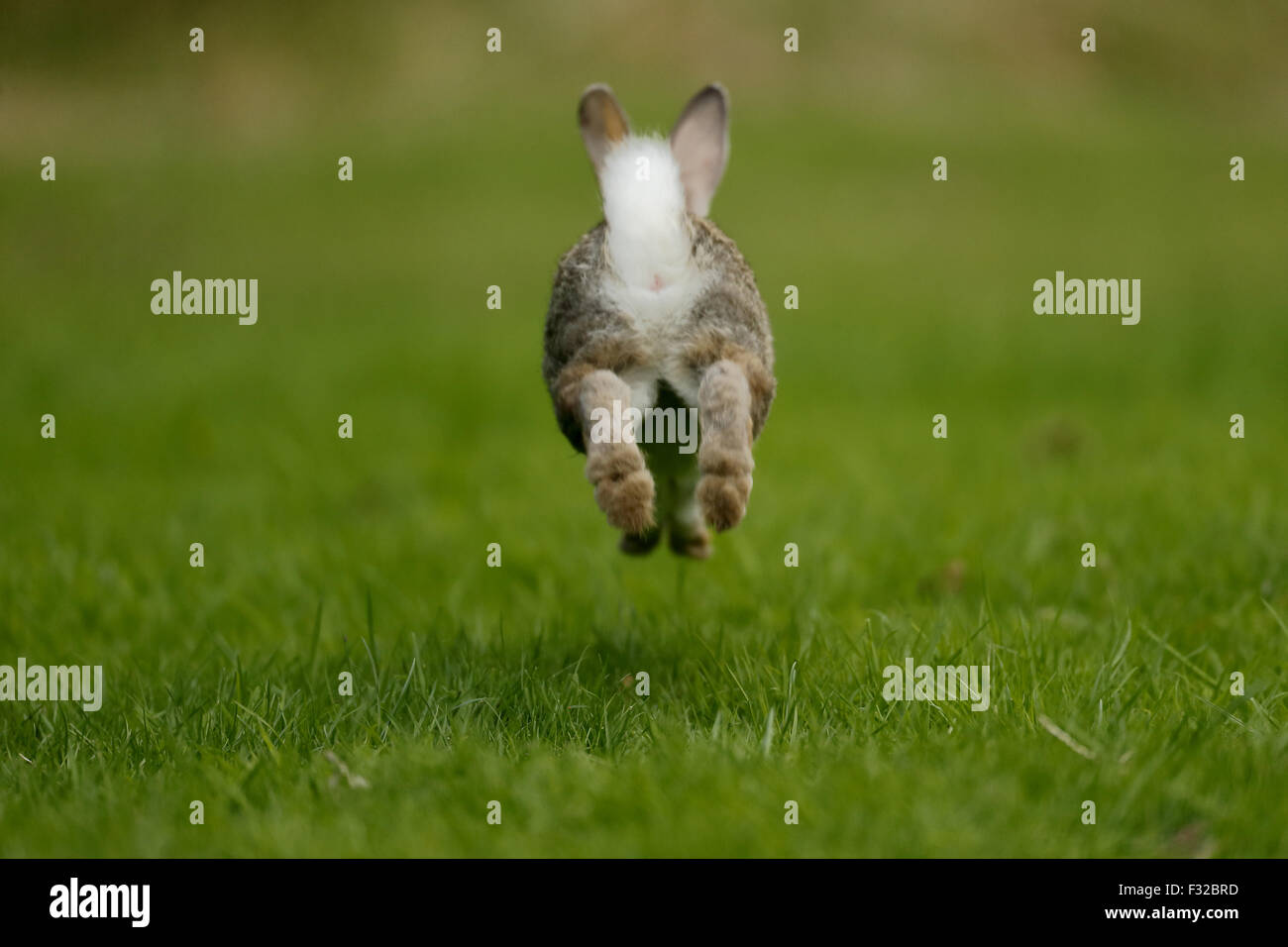 Rabbit running away
