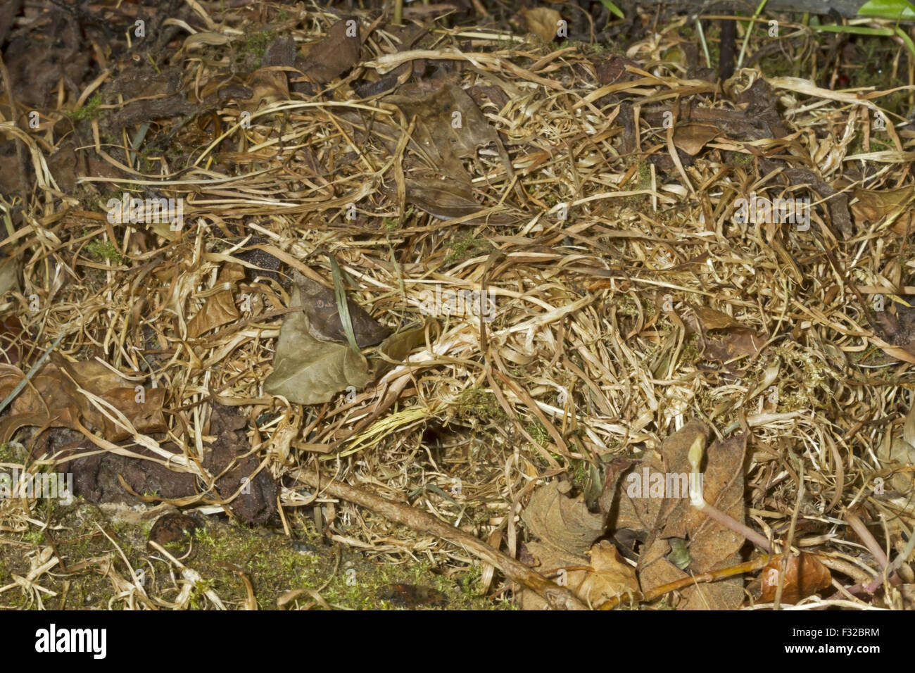 Bank Vole (Myodes glareolus) nest, under corrugated iron in garden, Norfolk, England, August Stock Photo