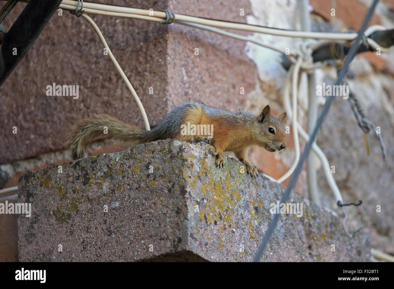 Persian Squirrel (Sciurus anomalus) adult, sitting on building, Lesvos, Greece, April Stock Photo