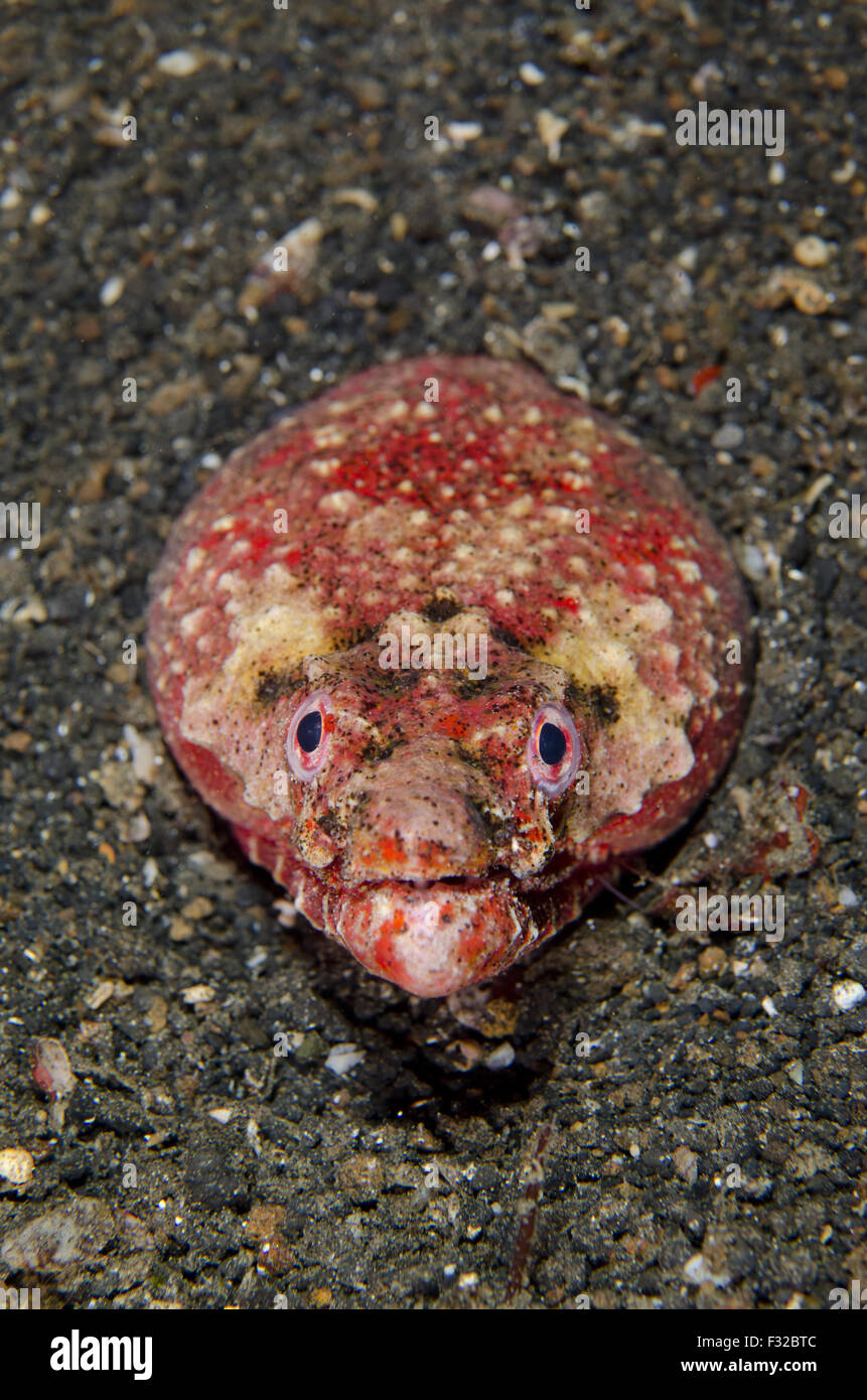 Crocodile Snake eel Brachysomophis crocodilinus Stock Photo - Alamy