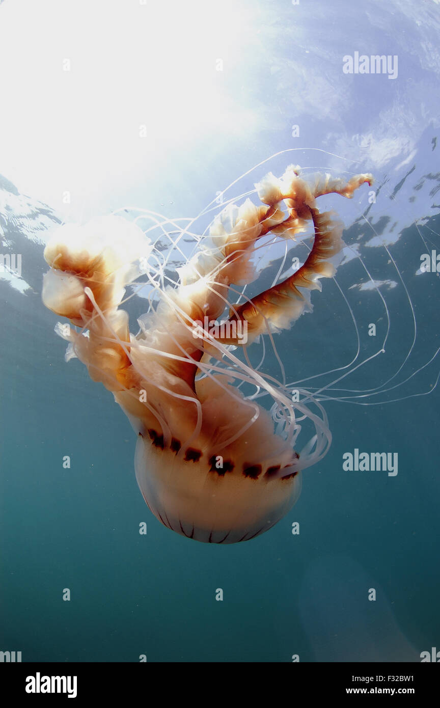 Compass Jellyfish (Chrysaora hysoscella) adult, swimming, Chesil Beach, Dorset, England, June Stock Photo