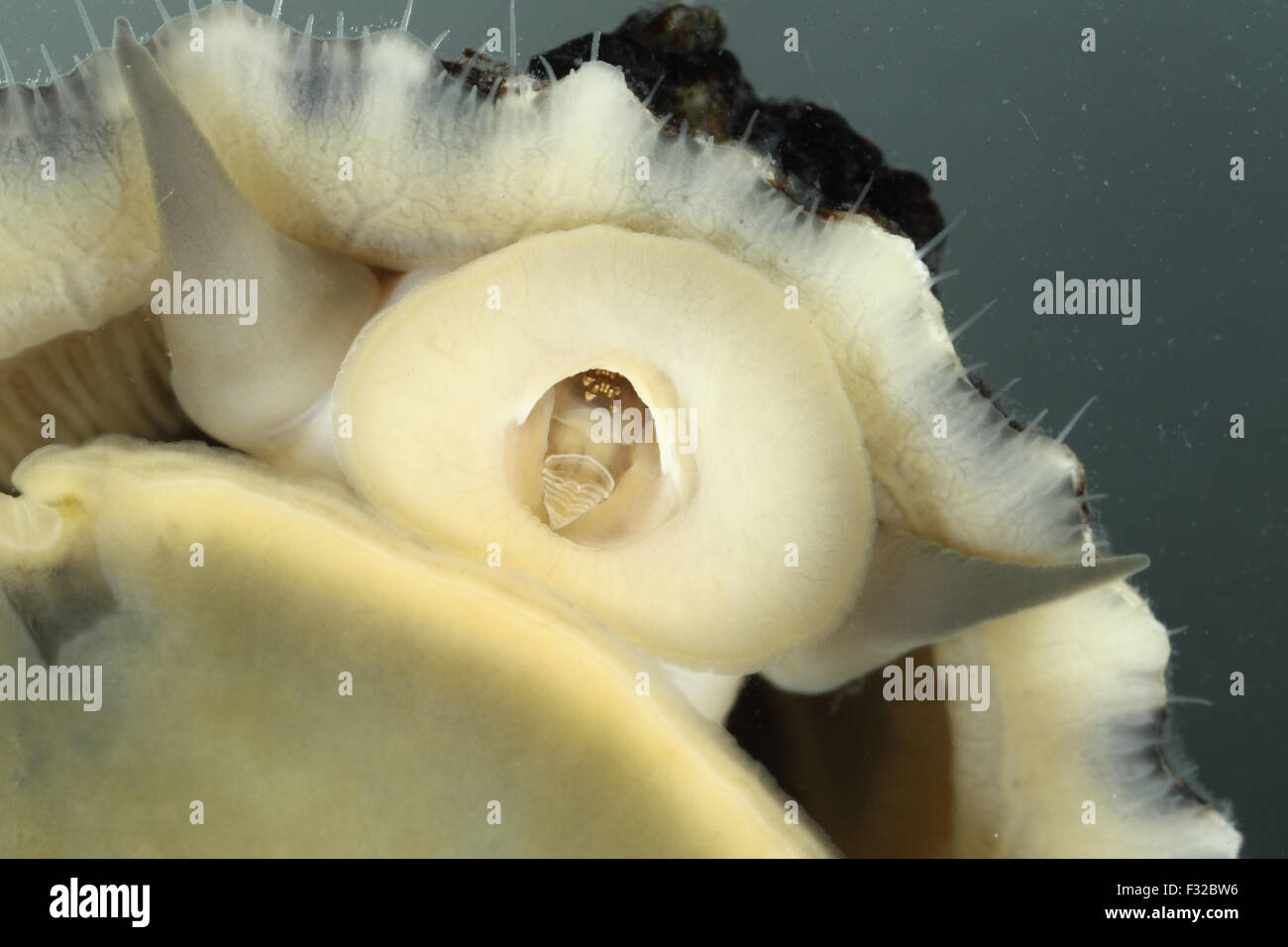 Common Limpet (Patella vulgata) adult, close-up of radula (captive) Stock Photo