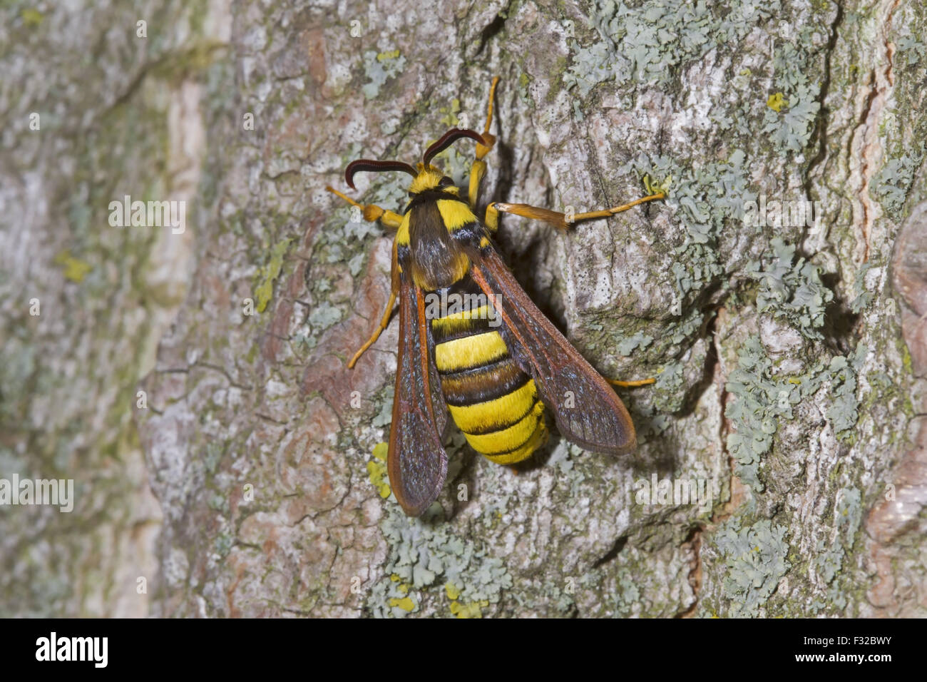 Hornet Clearwing (Sesia apiformis) adult female, resting on poplar trunk, Norfolk, England, June Stock Photo