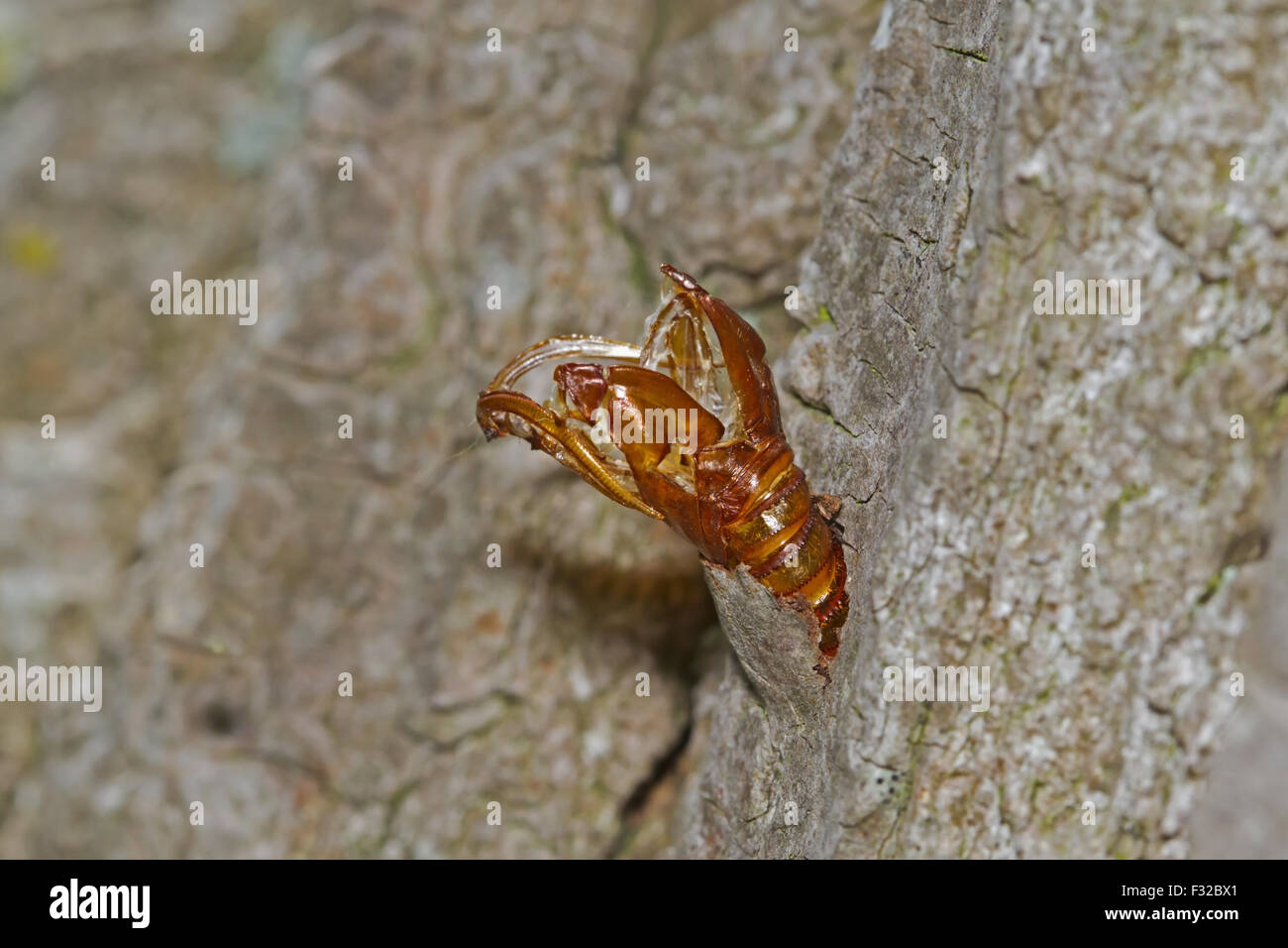 Hornet Clearwing (Sesia apiformis) empty chrysalis, at emergence hole on poplar trunk, Norfolk, England, July Stock Photo