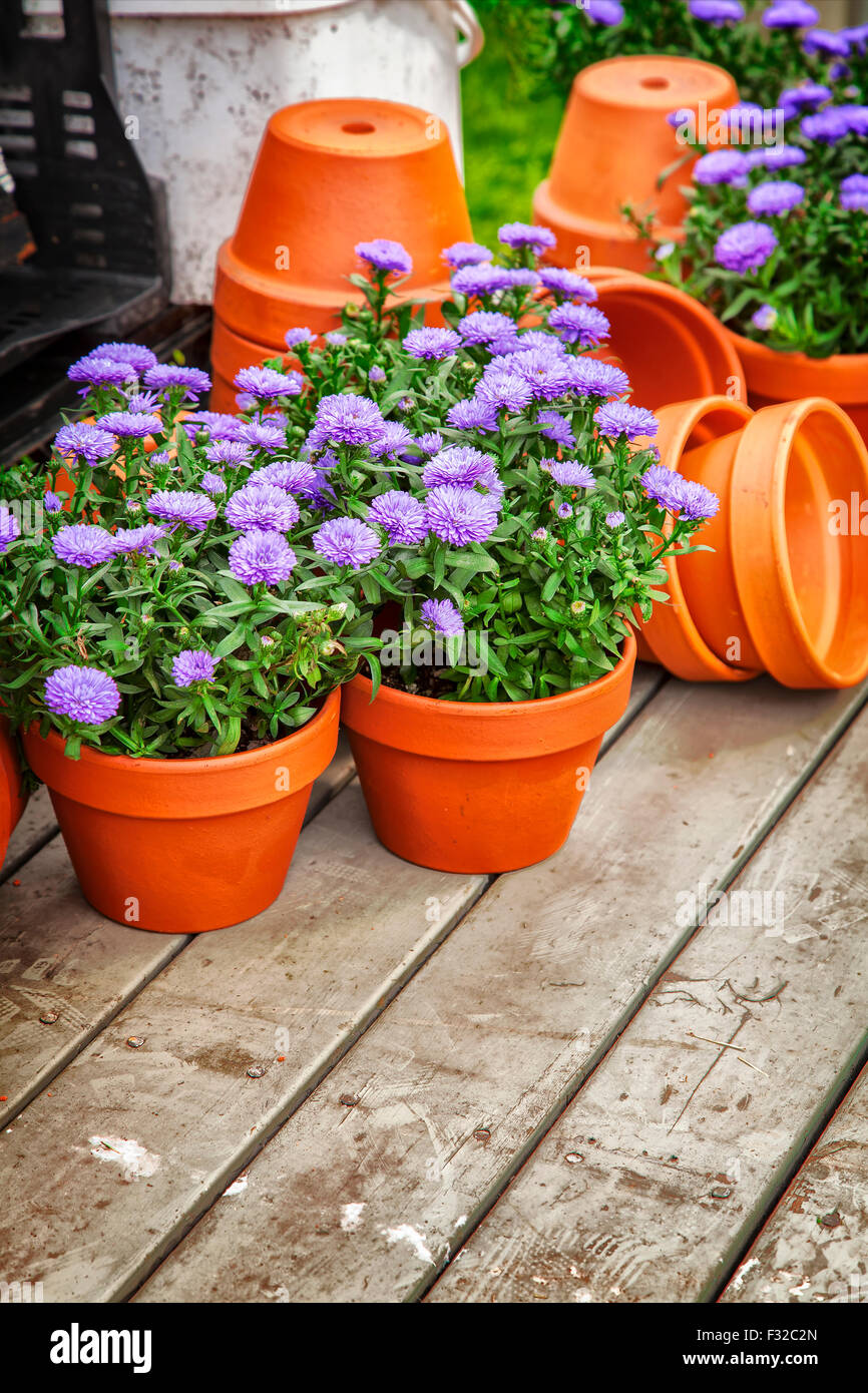 Image of clay flower pots with purple asters Stock Photo Alamy