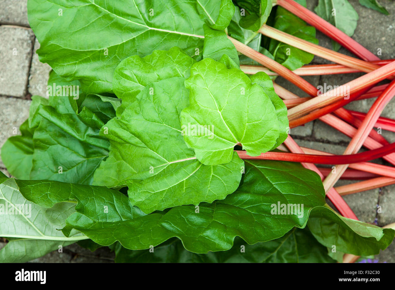 Image of freshly cut stems of rhubarb. Stock Photo