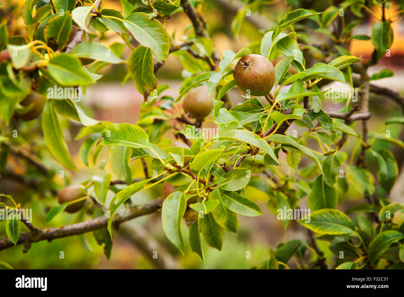 Green tree fruit hi-res stock photography and images - Alamy