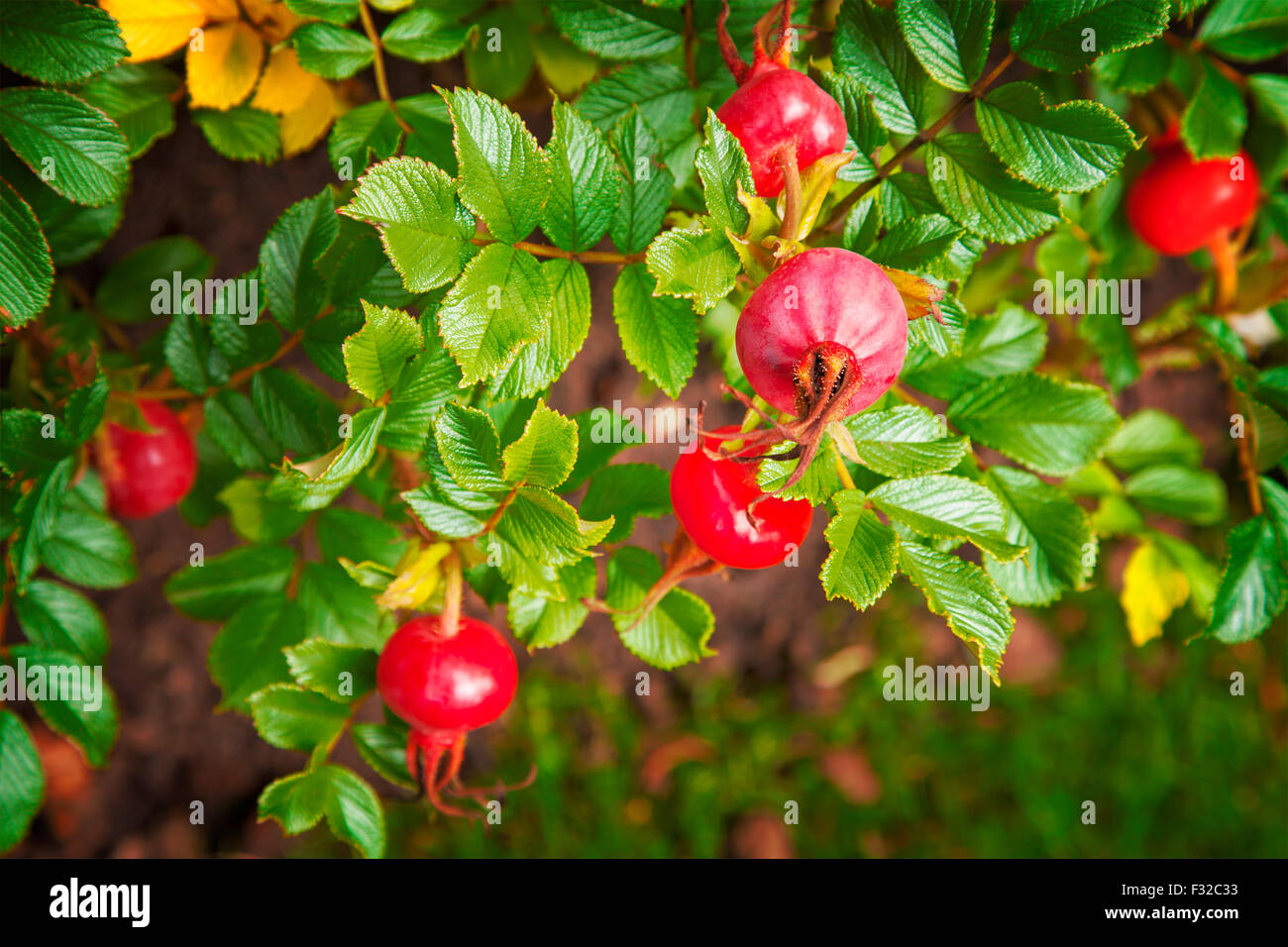 Rose hip bush hi-res stock photography and images - Alamy