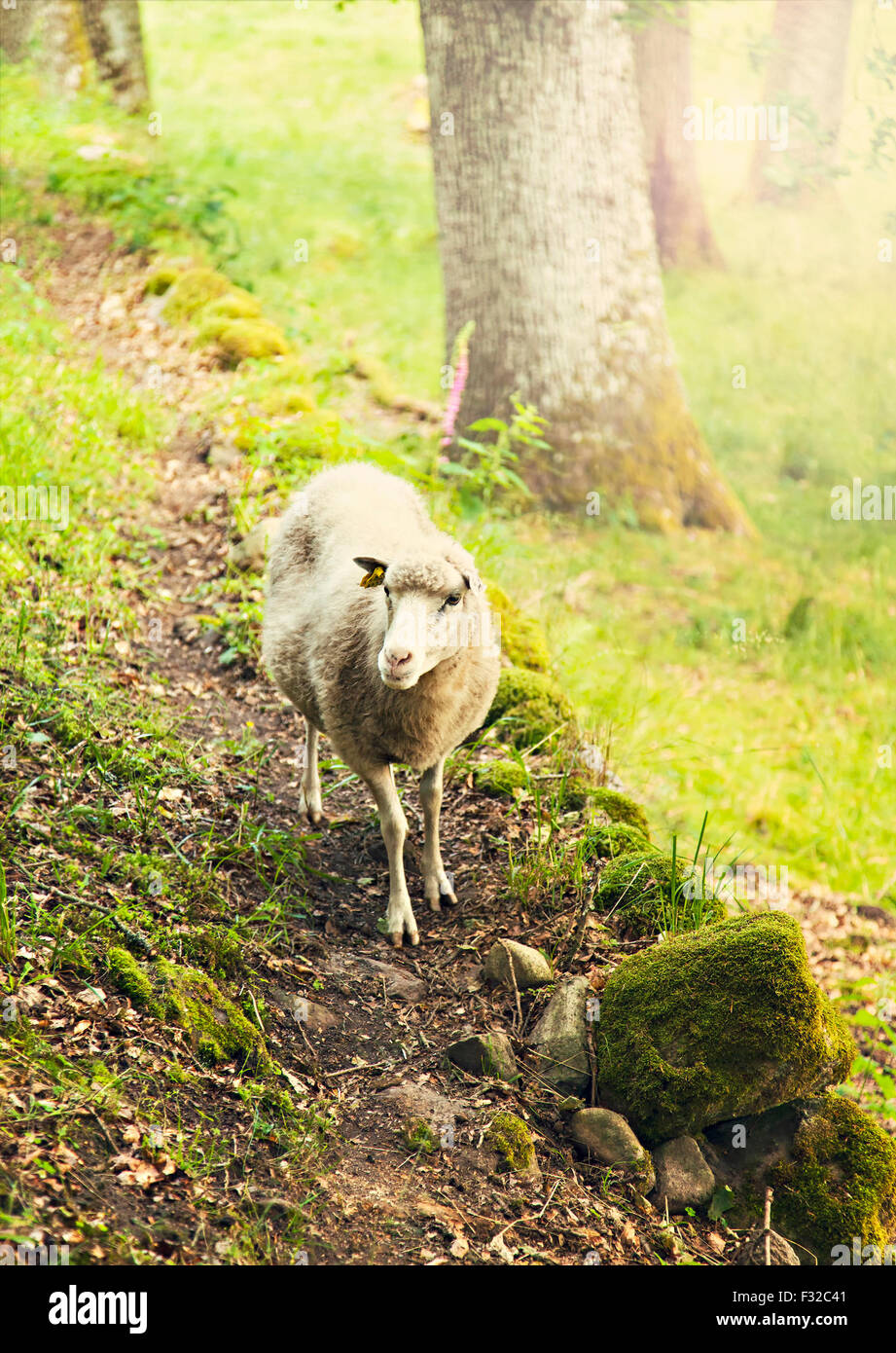 Portrait of a curious sheep in the woods Stock Photo - Alamy