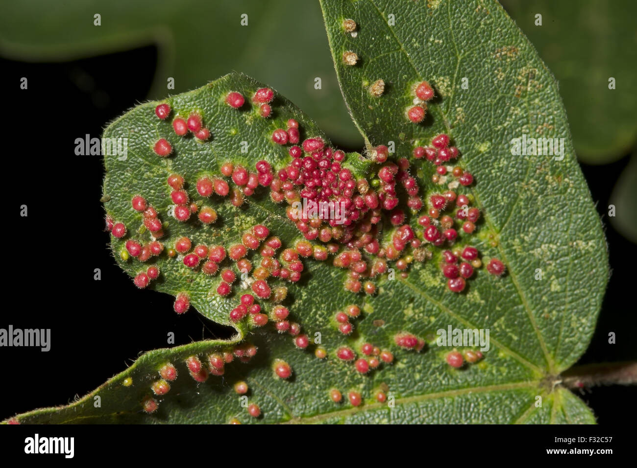 Red Pustule Gall Mite (Aceria aceriscampestris) galls, growing from surface of Field Maple (Acer campestre) leaf, Norfolk, England, July Stock Photo