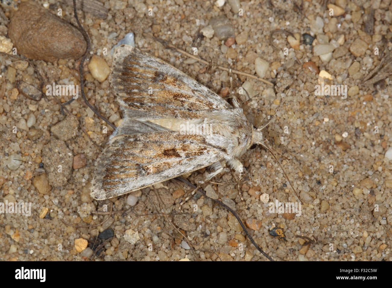 Sand Dart (Agrotis ripae) adult, resting on sand, Hengistbury Head, Dorset, England, July Stock Photo