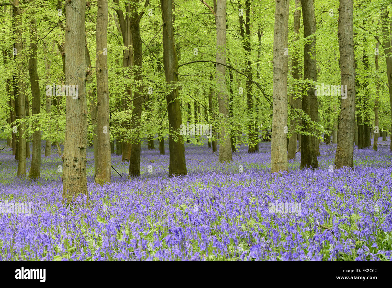 Common Bluebell (Hyacinthoides non-scripta) flowering mass, growing in Common Beech (Fagus sylvatica) woodland habitat, Dockey Woods, Ashridge Estate, Buckinghamshire, England, May Stock Photo