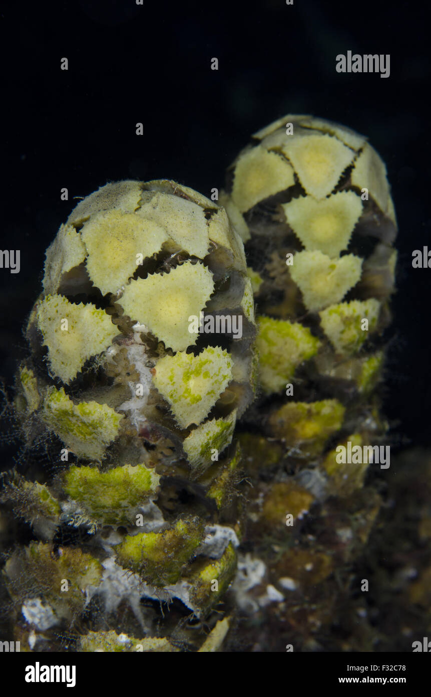 Spiny Leaf Seaweed (Turbinaria decurrens) at night, Lembeh Straits, Sulawesi, Greater Sunda Islands, Indonesia, June Stock Photo