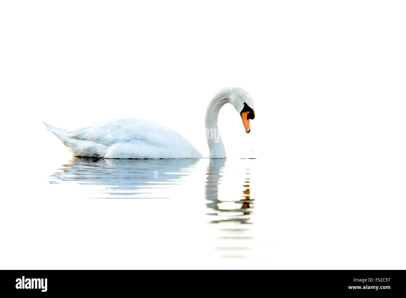 Mute Swan (Cygnus olor) adult, swimming on mere, Aqualate Mere, Aqualate National Nature Reserve, Staffordshire, England, November Stock Photo