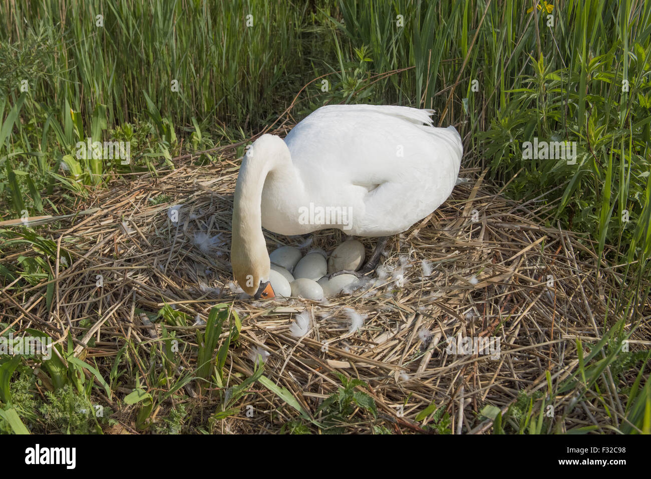 Female turning eggs hires stock photography and images Alamy