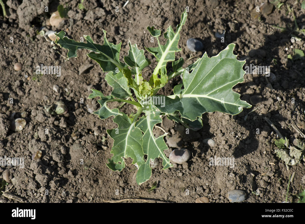 Young cabbage plants damaged, stripped and pecked by pigeons and other