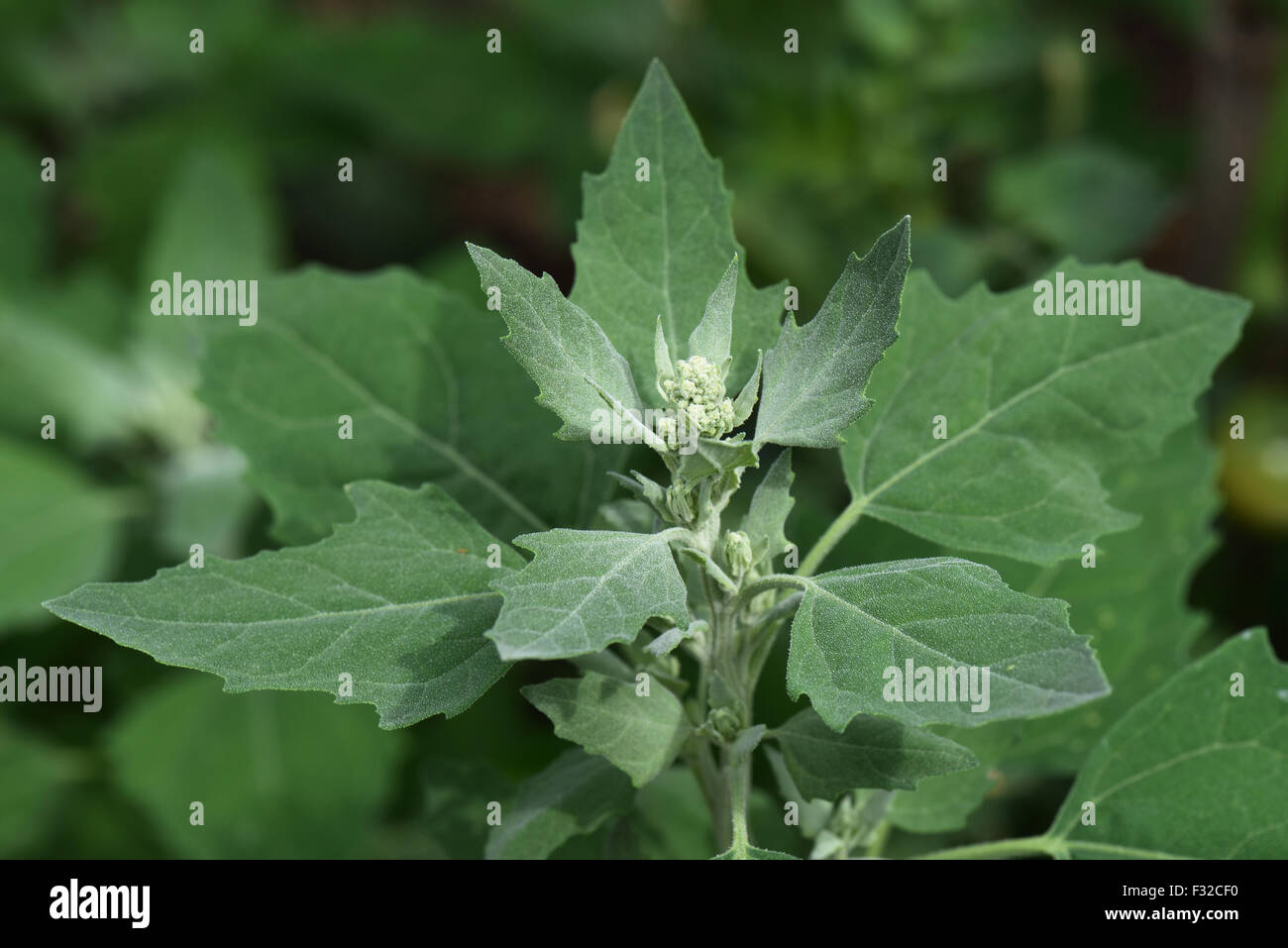 Fat hen, Chenopodium album, weed plant about the flower with glaucous vesicle covered and water repellent leaves, Berkshire, England, July Stock Photo