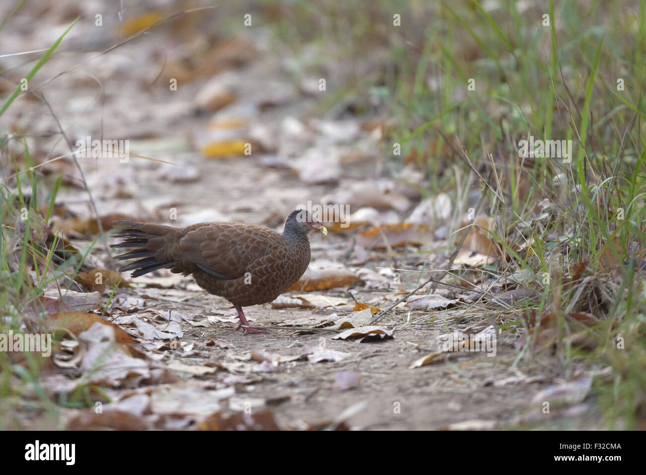 Red Spurfowl (Galloperdix spadicea) adult male, feeding on track in forest, Tadoba N.P., Maharashtra, India, March Stock Photo