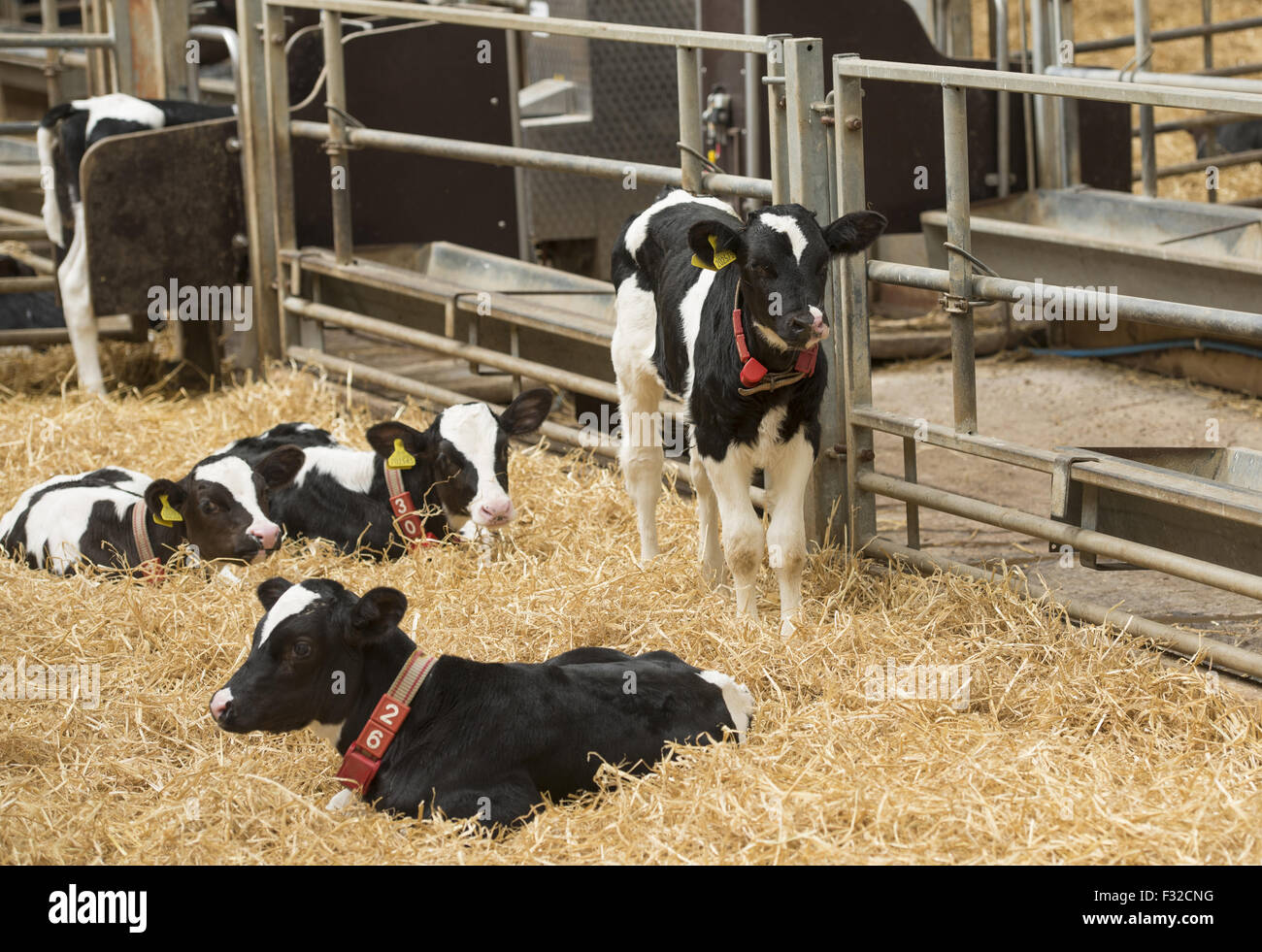 Domestic Cattle, Holstein Friesian dairy calves, with collars and ear