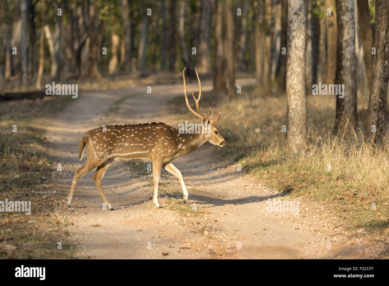 Spotted Deer (Axis axis) adult male, walking across track in forest, Pench N.P., Madhya Pradesh, India, April Stock Photo