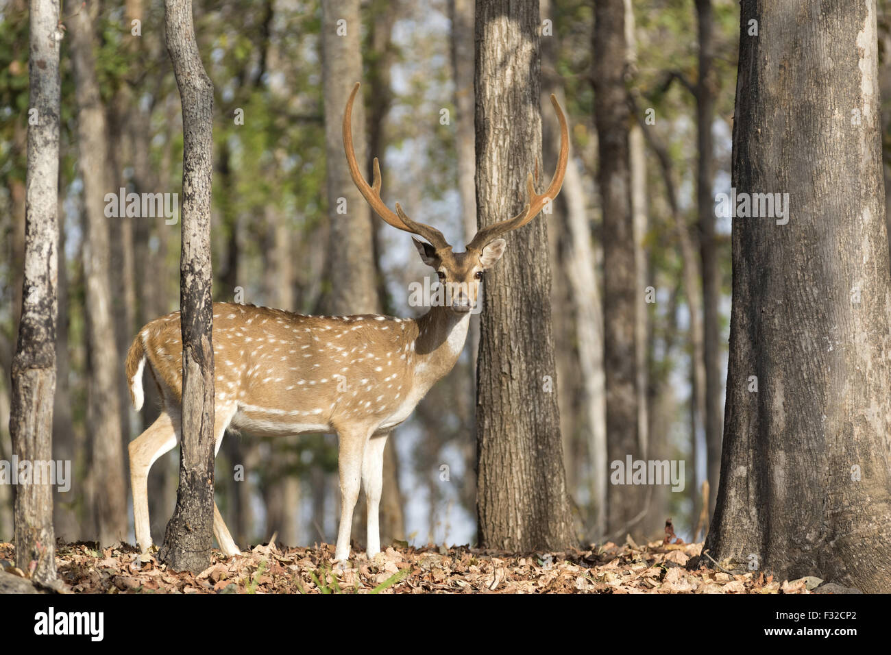 Spotted Deer (Axis axis) adult male, standing in forest, Pench N.P., Madhya Pradesh, India, April Stock Photo
