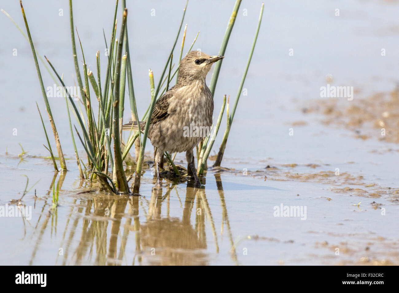 Juvenile Starling on reed stem. Stock Photo