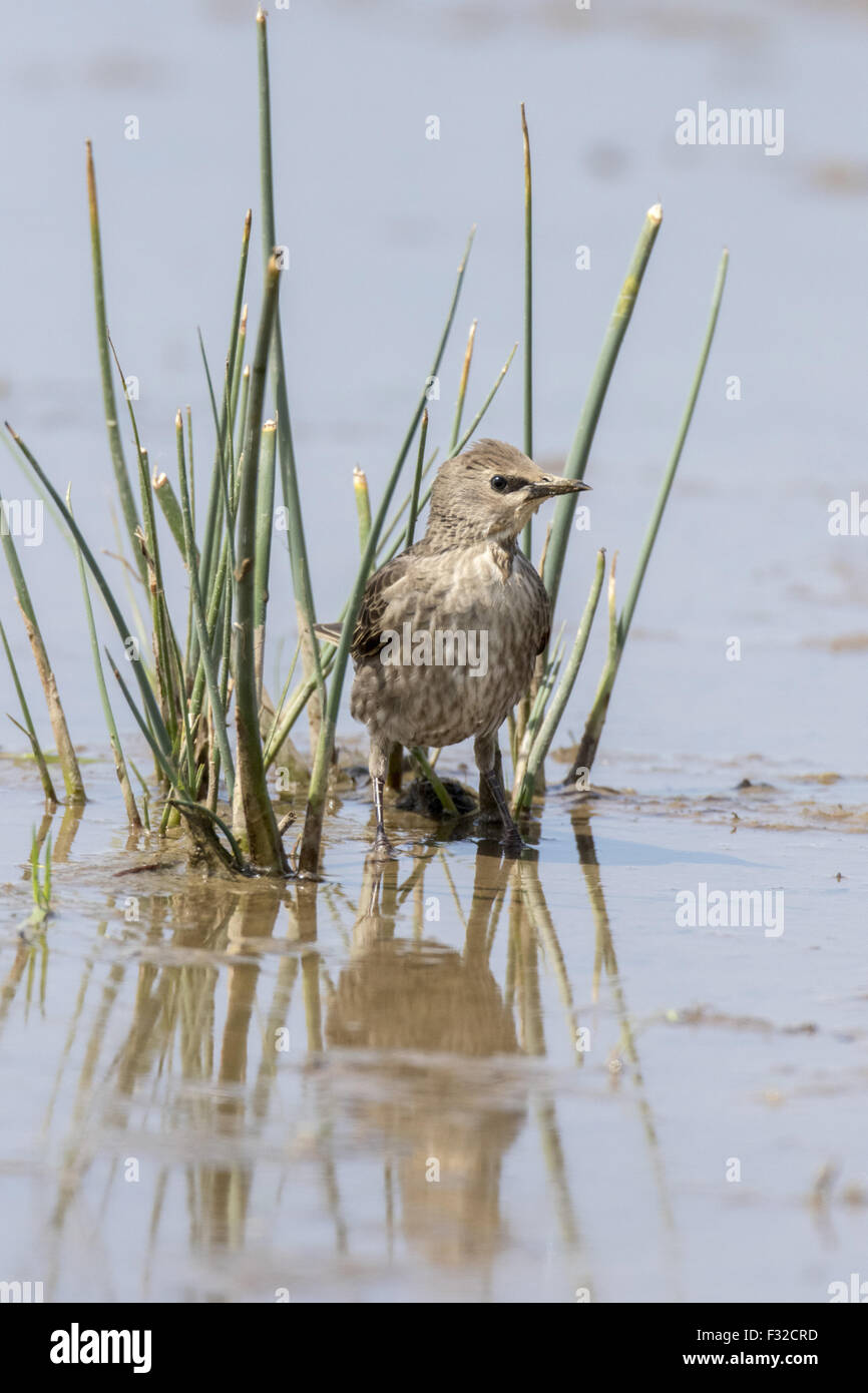 Juvenile Starling on reed stem. Stock Photo