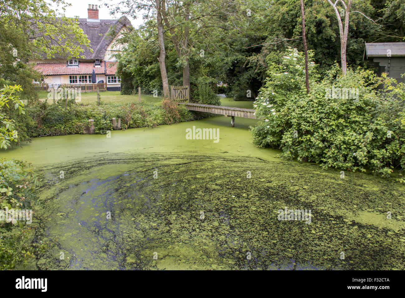 Duckweed is a rapidly spreading aquatic plant that deprives ponds of oxygen. Stock Photo