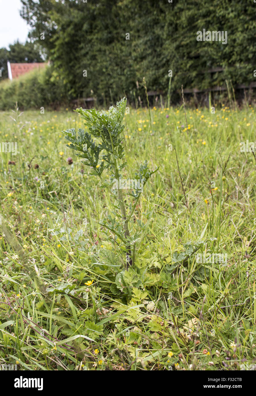 Yet growing hi-res stock photography and images - Alamy
