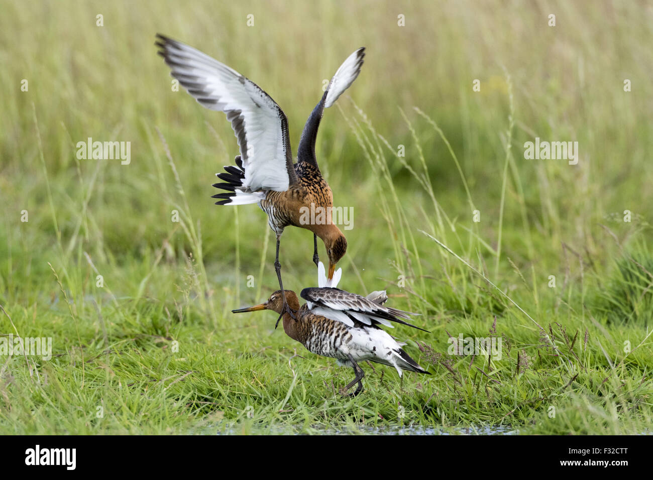 Black tailed Godwits in summer plumage fighting, Icelandic race ...