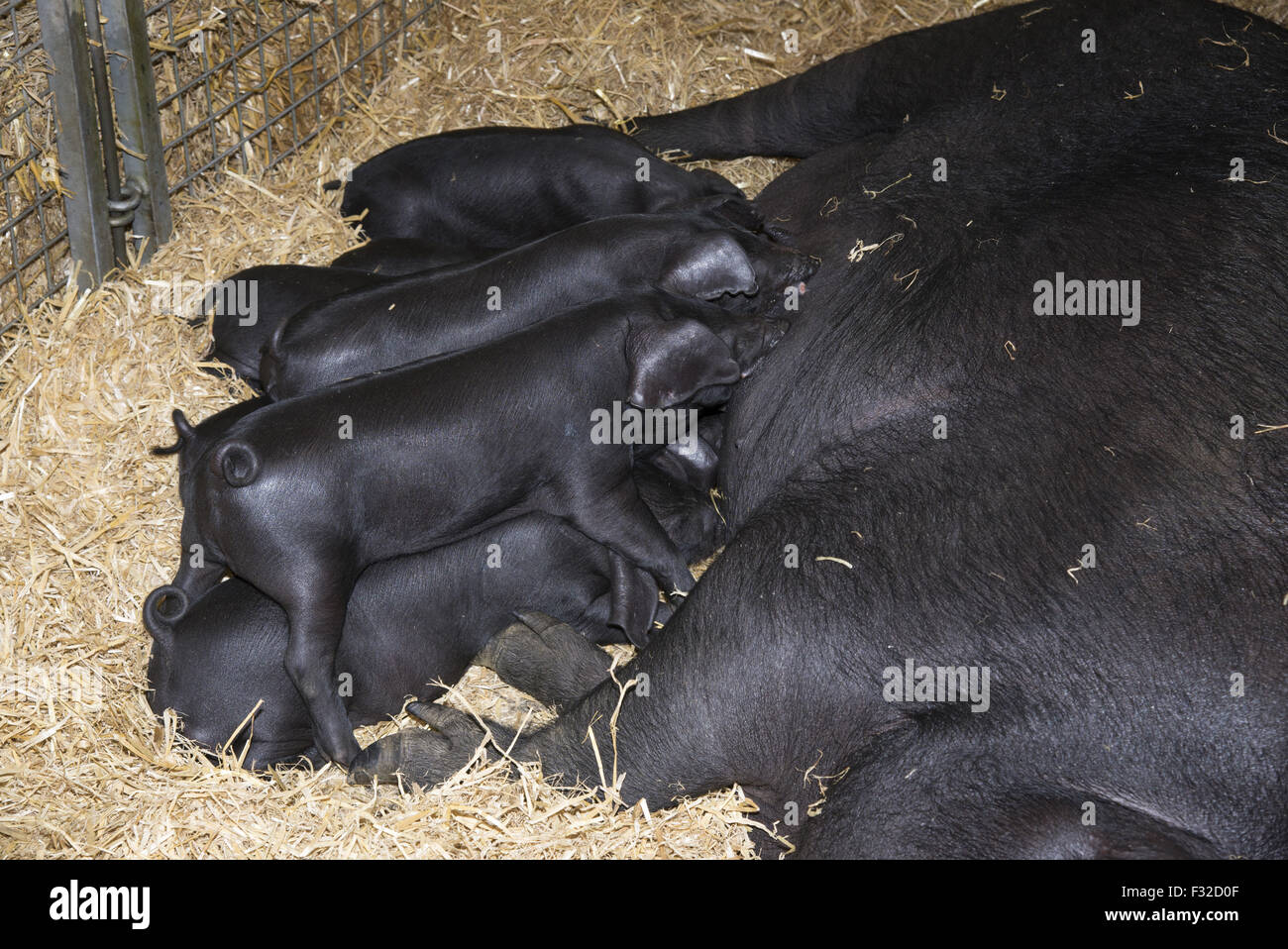 Domestic Pig, Large Black, sow with piglets, suckling, resting on straw bedding, Somerset, England, May Stock Photo