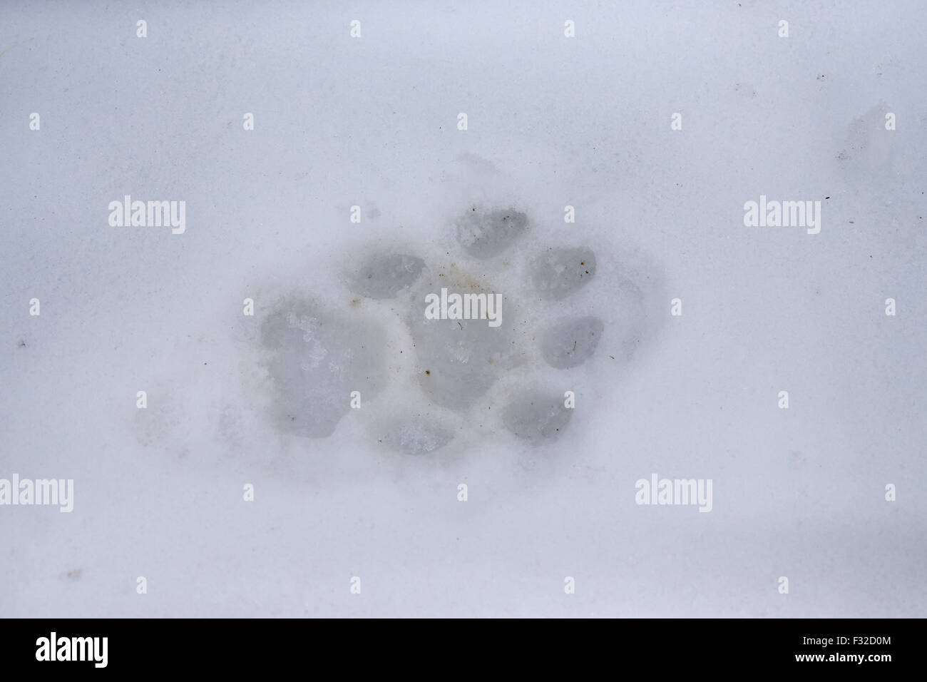 Puma (Puma concolor) footprints on snow, Montana, U.S.A., February (captive  Stock Photo - Alamy