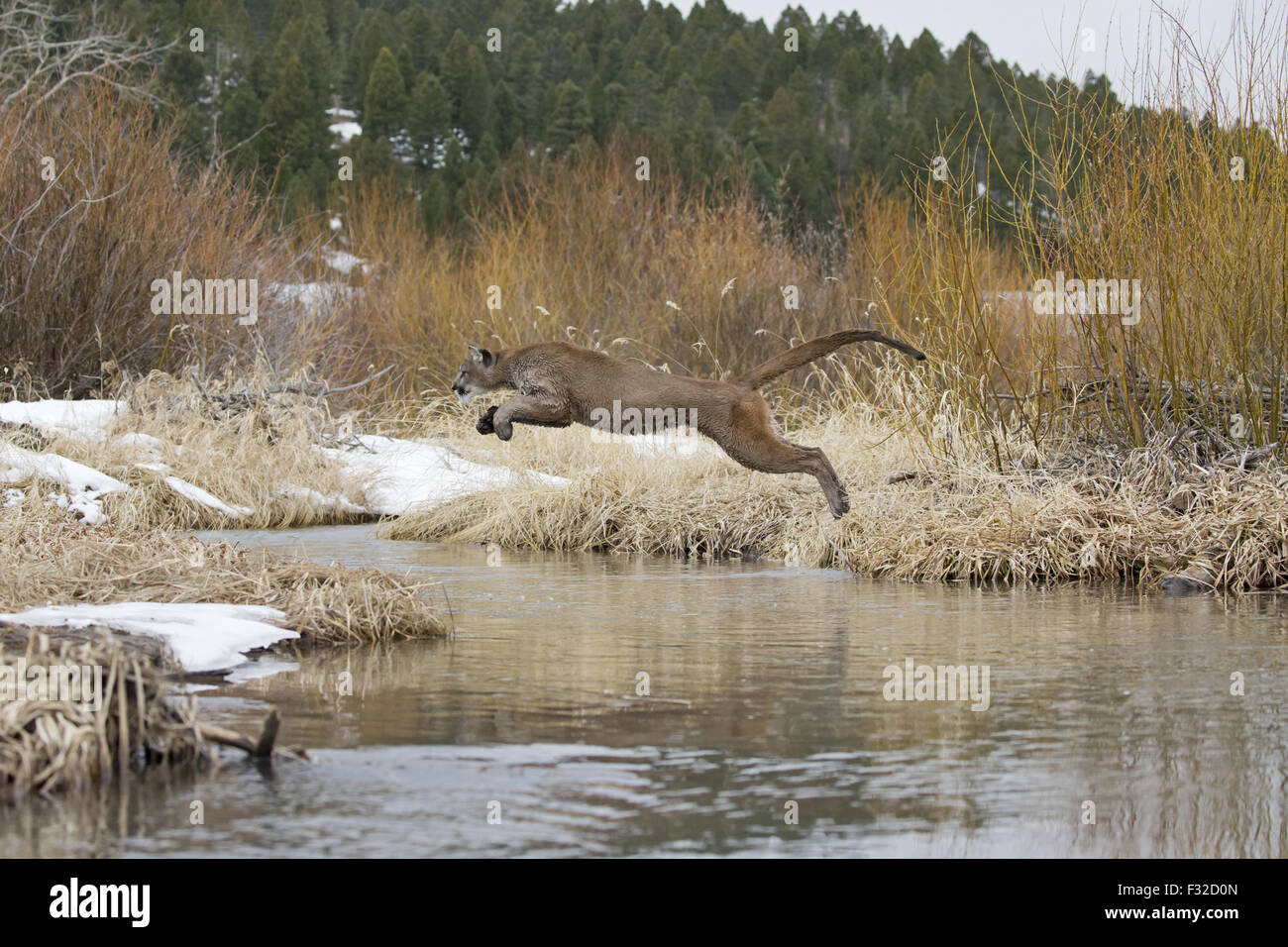 Puma (Puma concolor) adult, jumping across stream, Montana, U.S.A., February (captive) Stock Photo