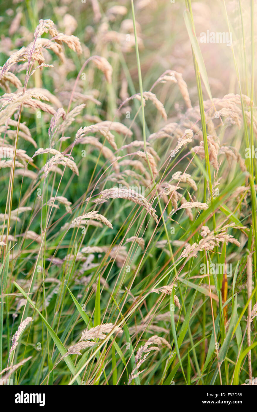 Image of wild grass hi-res stock photography and images - Alamy