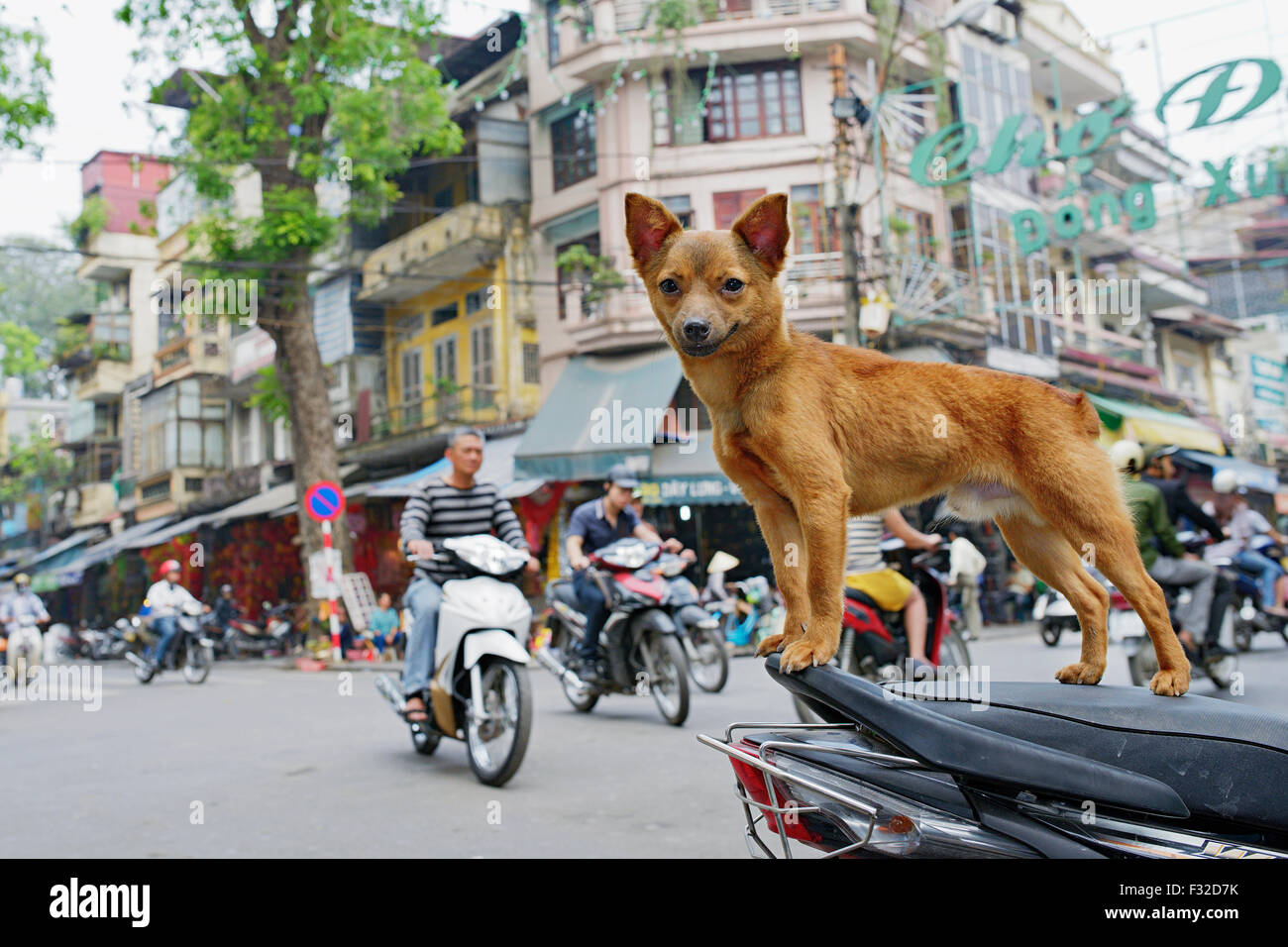 Dog standing on a scooter. Mopeds and motorbikes are everywhere in Hanoi, Vietnam. Stock Photo