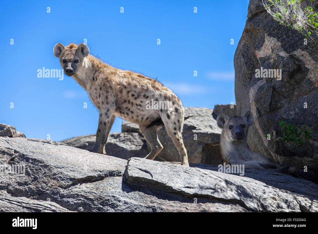 Pair of spotted hyenas in Serengeti National Park. One standing. One lying in shade. Both alert. Stock Photo