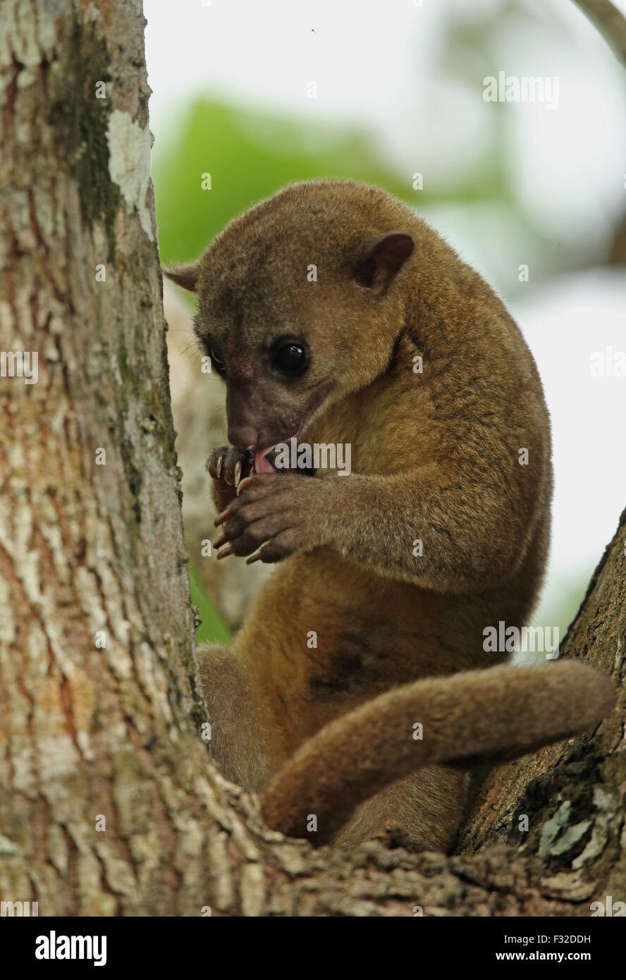 Kinkajou (Potos flavus megalotus) adult, licking front paws, sitting in crook of tree, Darien, Panama, April Stock Photo