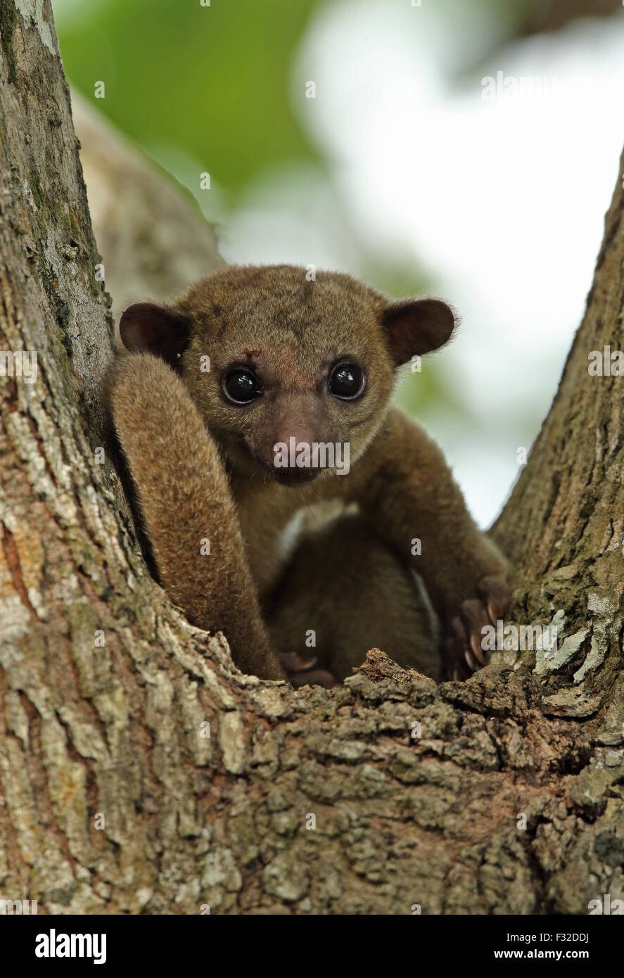 Kinkajou (Potos flavus megalotus) adult, with wounds to face from fighting, sitting in crook of tree, Darien, Panama, April Stock Photo