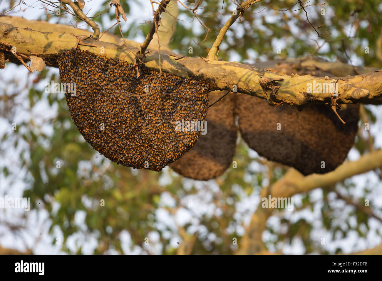 Asian Honey Bee (Apis cerana) adults, swarm at nest on branch in tree ...