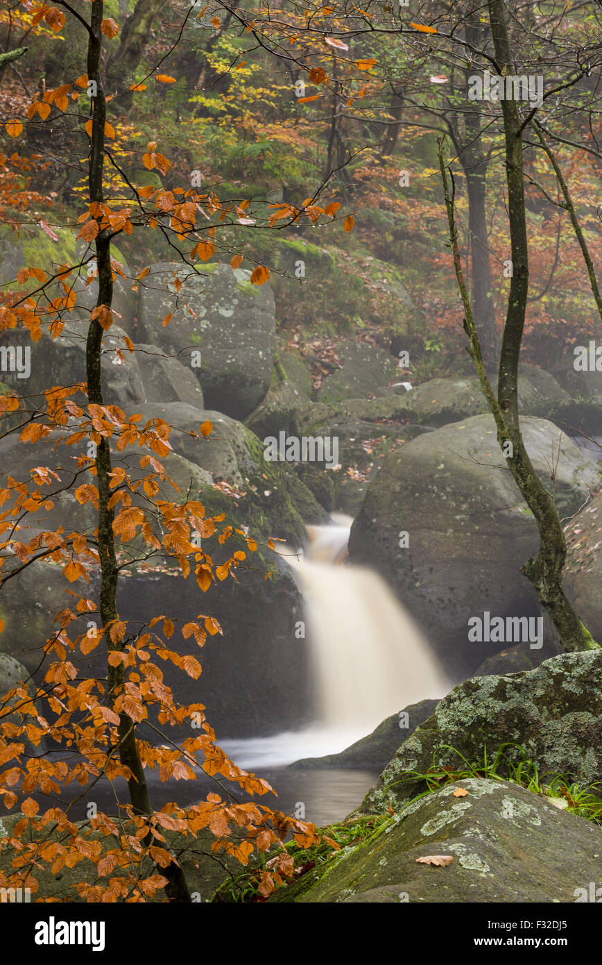 Common Beech (Fagus sylvatica) woodland with cascading stream, Peak District, Derbyshire, England, October Stock Photo