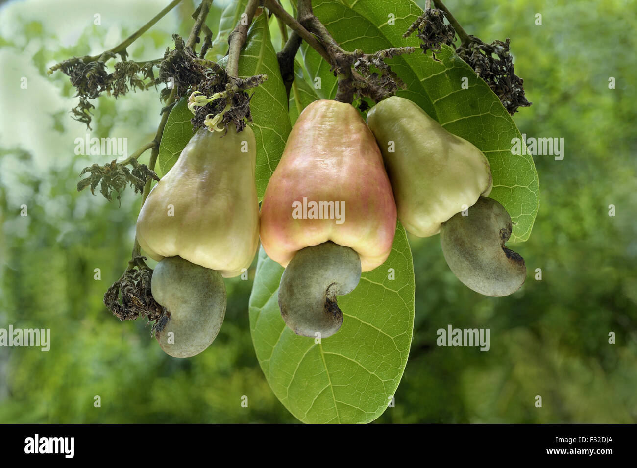 Cashewnut (Anacardium occidentale) closeup of ripening fruit with