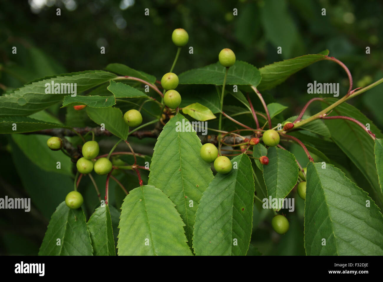 Prunus avium cherry tree fruits hi-res stock photography and images - Alamy